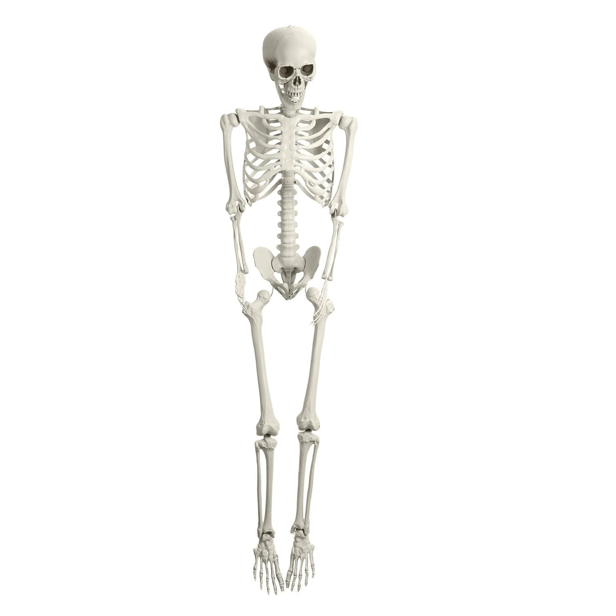 5.4FT Posable Skeleton N939