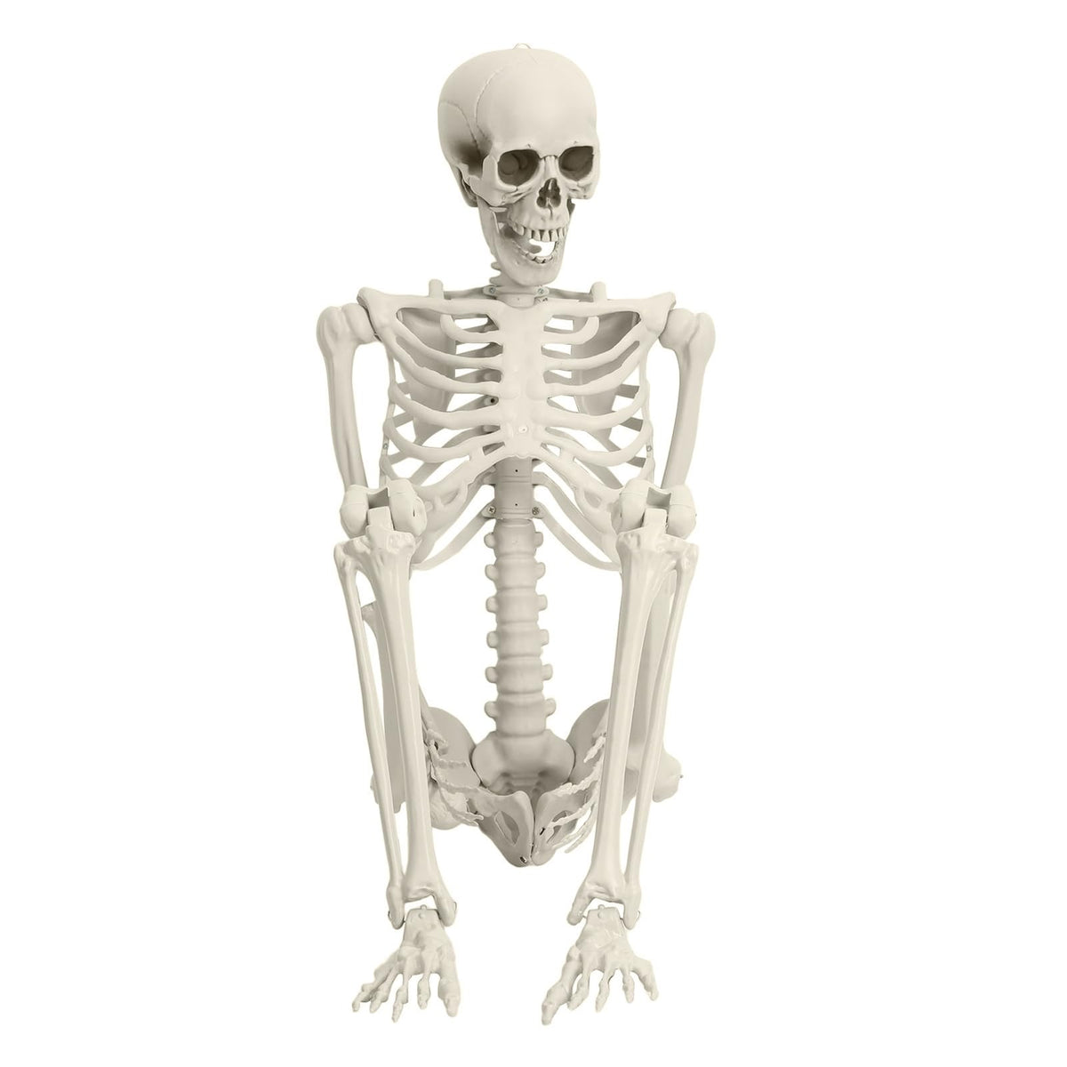 5.4FT Posable Skeleton N939