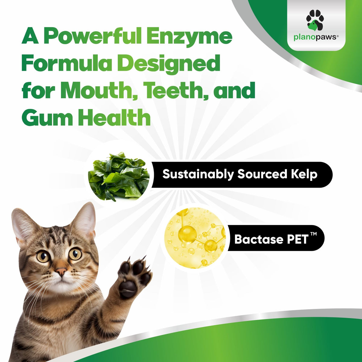 Dental Powder for Teeth Cleaning W408