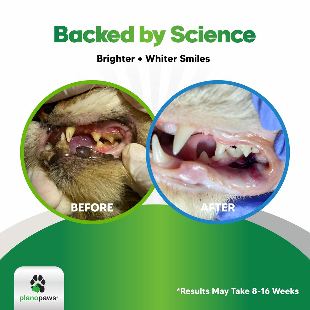 Dental Powder for Teeth Cleaning W408